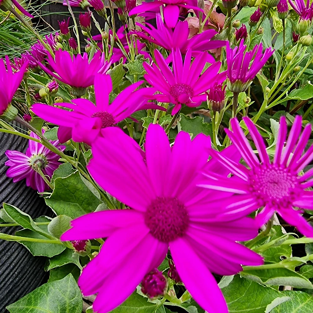 Senécio cyklámenové - 42