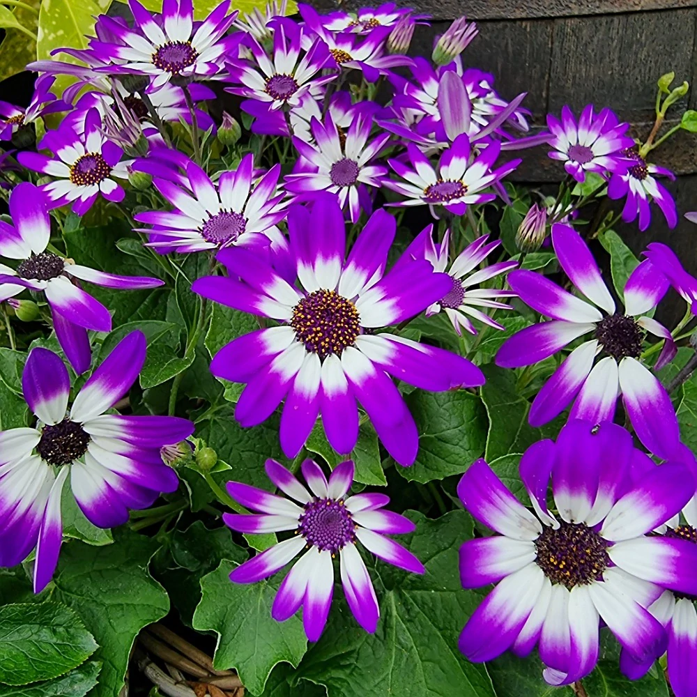 Senécio bielo fialové - 42