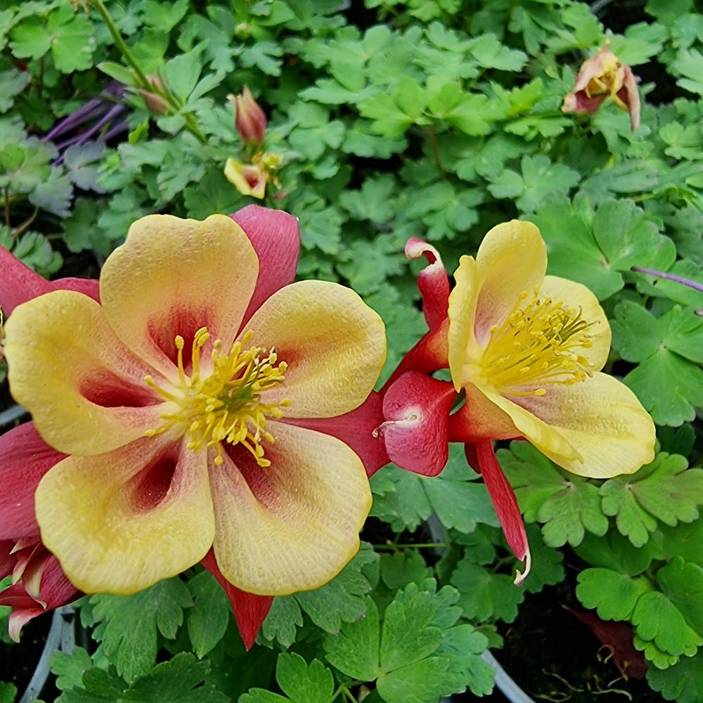 Aquilegia žlto-červená - 54