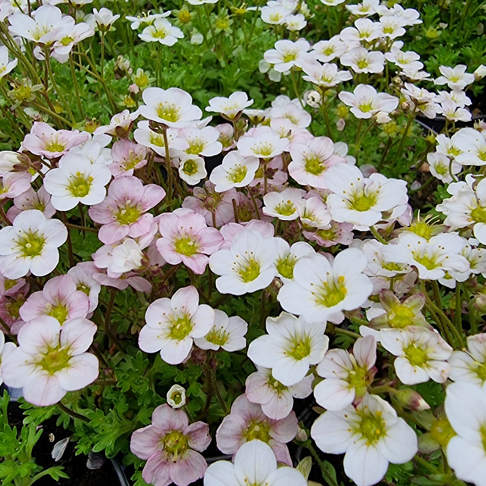 Saxifraga biela - 55