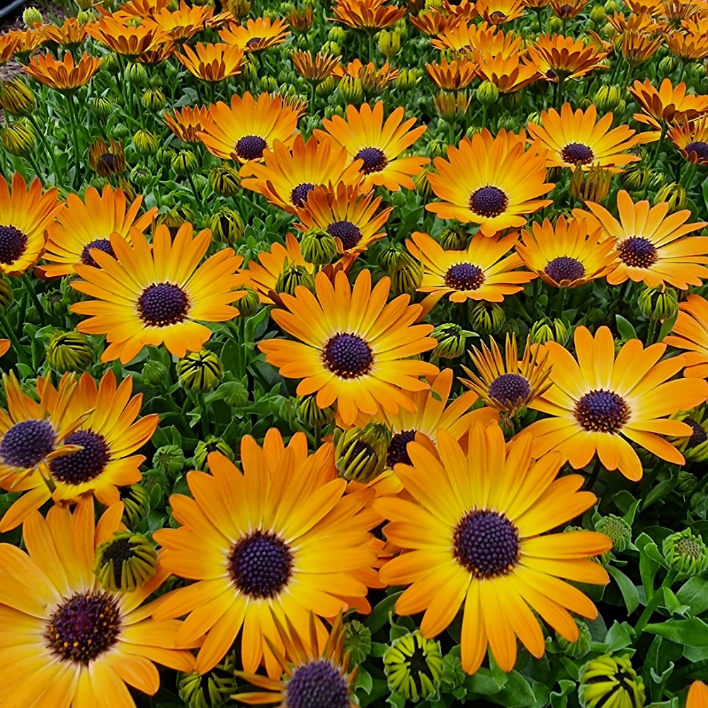 Osteospermum oranžová - 60