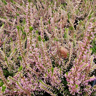 Vres dvojfarebný - 85