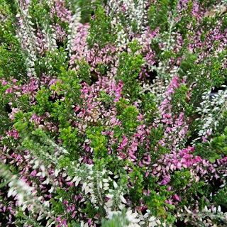 Vres dvojfarebný - 85