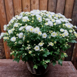 Chryzanténka s košíkom biela - 81