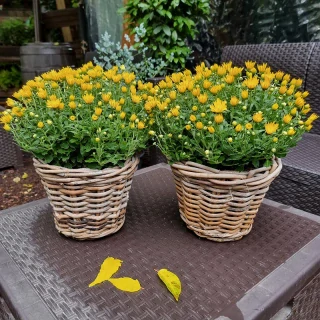 Chryzanténka s košíkom žltá - 81