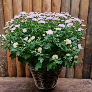 Chryzanténka s košíkom ružová - 81