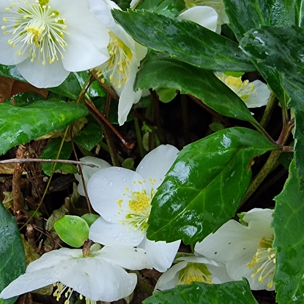 Heleborus - Čemerica biela - 11