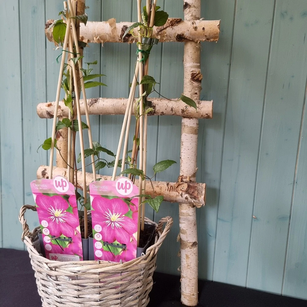 Clematis veľkokvetý ružový - 77