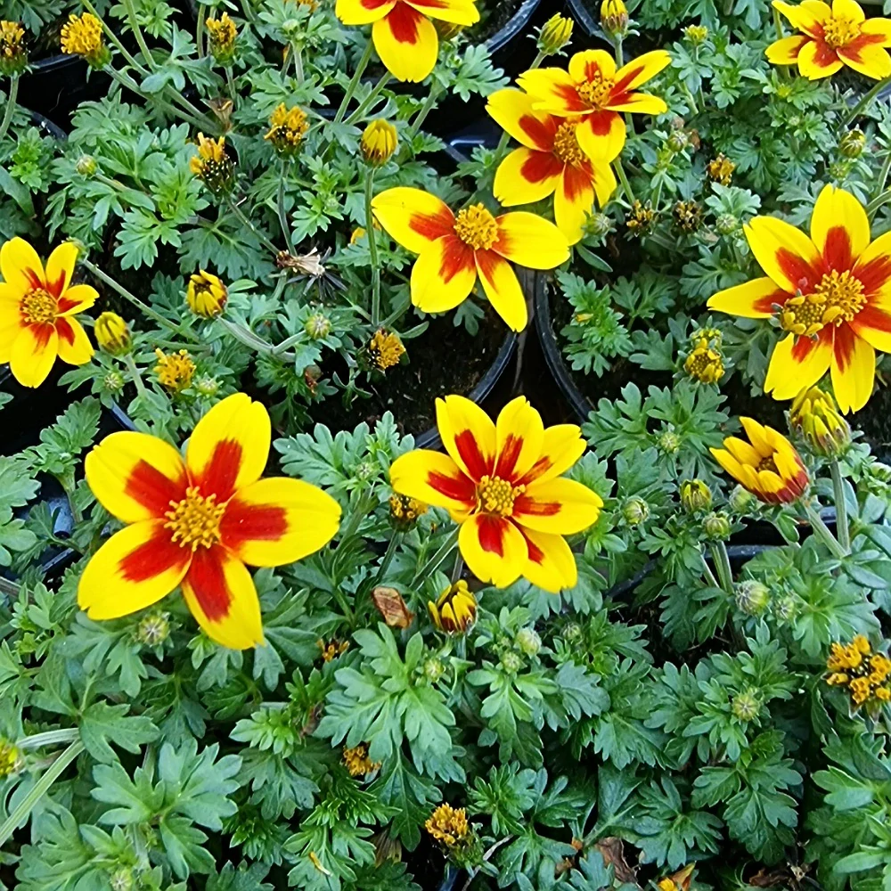 Bidens - 15
