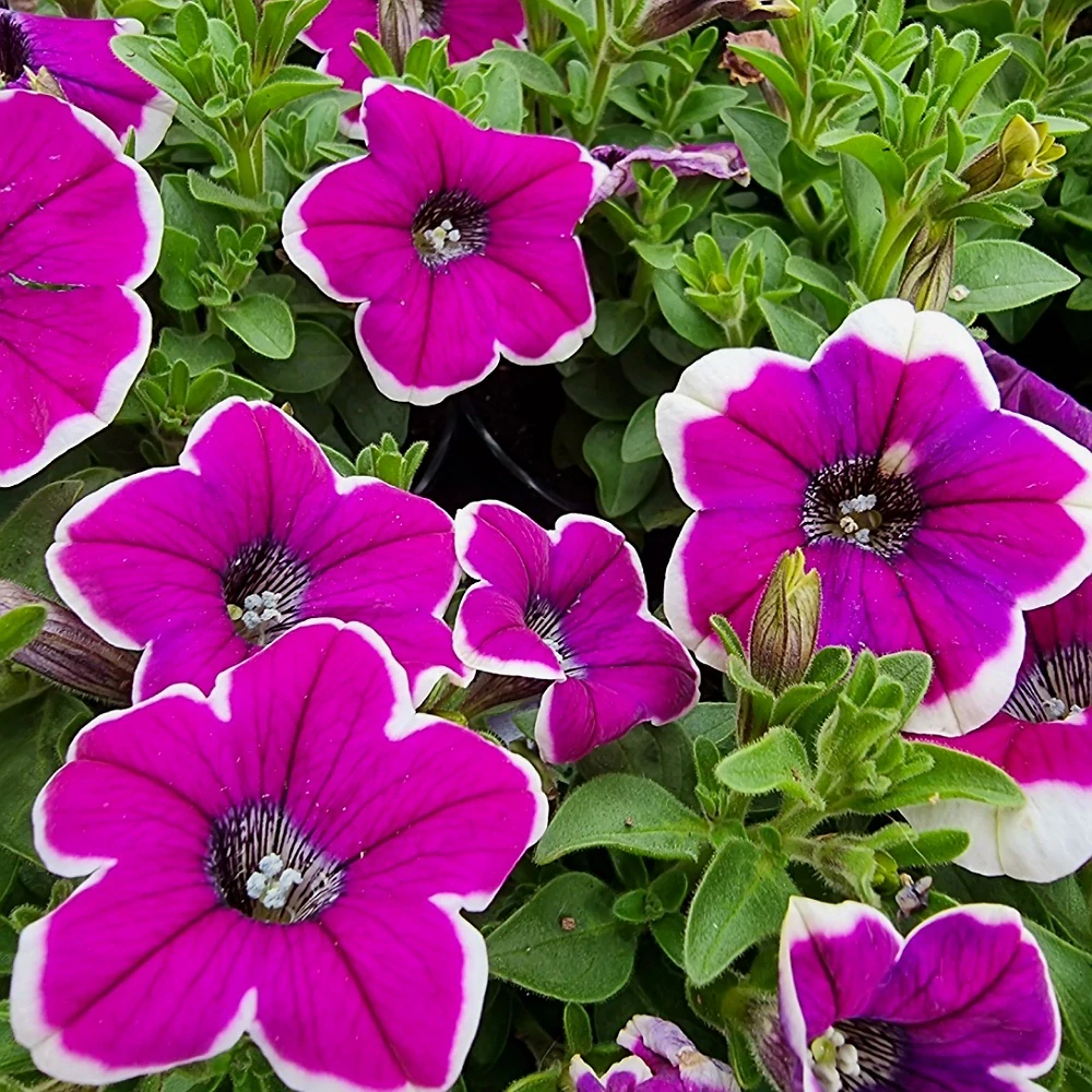 Petúnia cyklámenová - 25