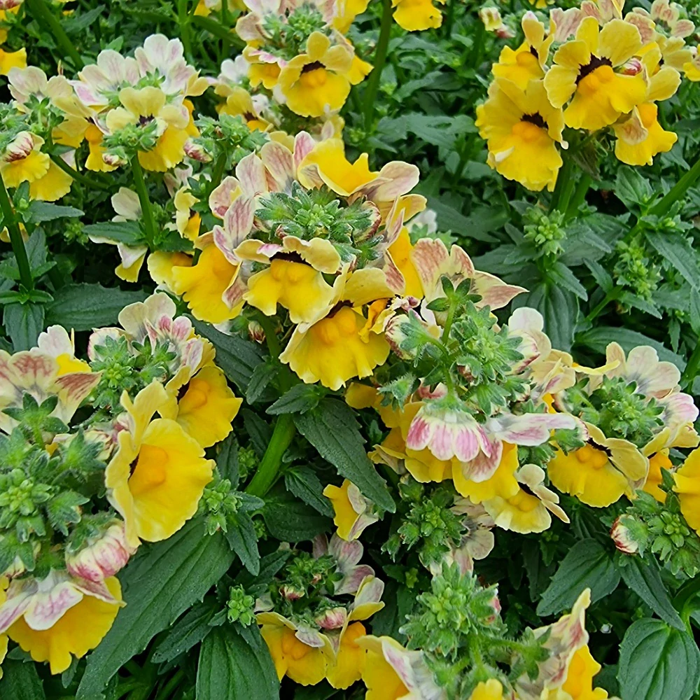 Nemézia žltá - 28