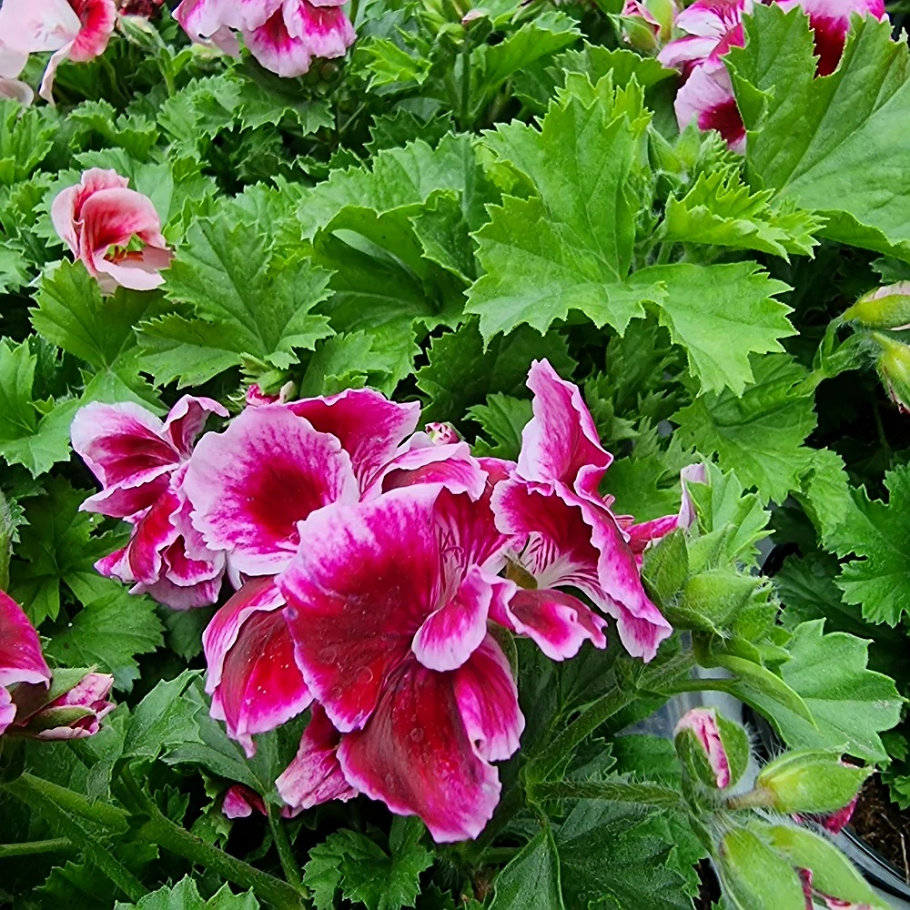 Pelargónia Grandiflorum, Muškát anglický kríčkový veľkokvetý bielo fialkový - 10