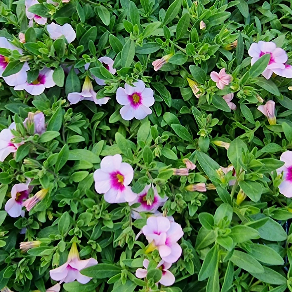 Millionbells ružová - 17