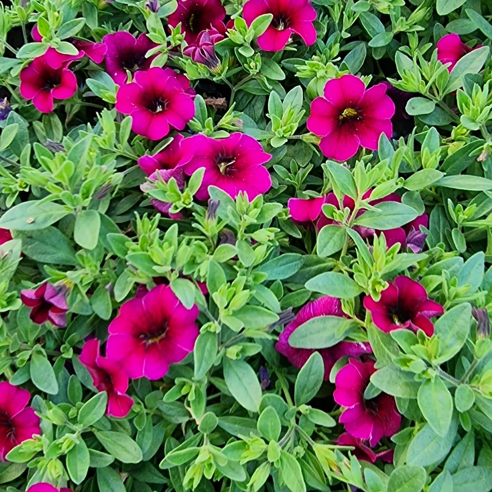 Millionbells fialová - 17