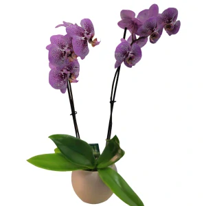 Phalaenopsis - orchidea dvojstopková - 529