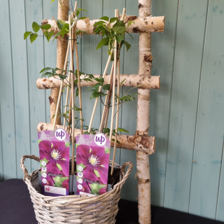 Clematis veľkokvetý - 77