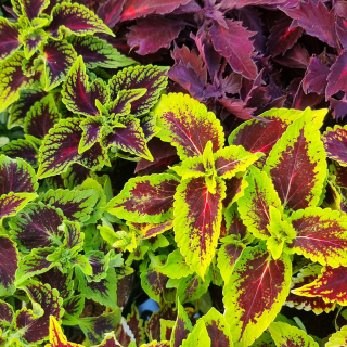 Coleus - Africká žihľava - 27