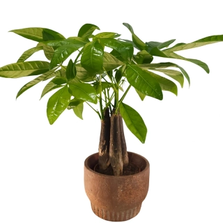 Pachyra Aquatica - 25 cm - mini - 520 
