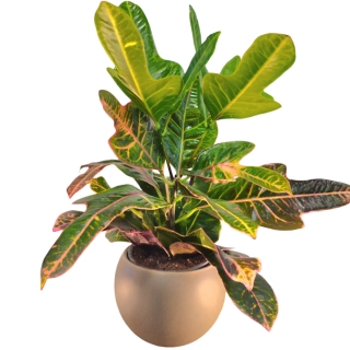 Croton Codiaeum - 521