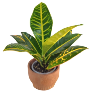 Croton Codiaeum - mini - 522