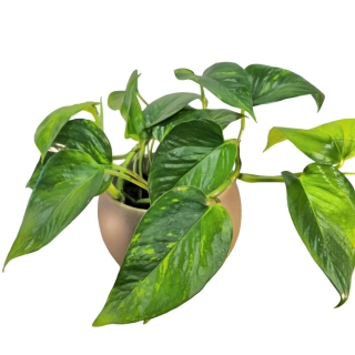 Scindapsus Aureus - Epipremnum - 523