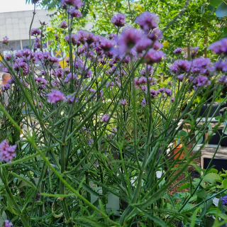Verbena Bonariensis - 58