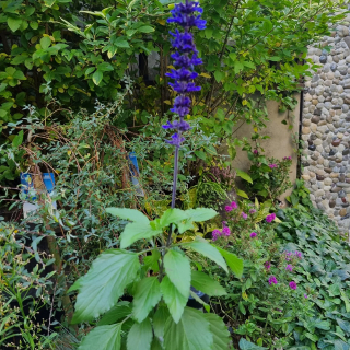 Šalvia Misty Blue 57