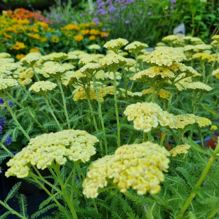 Achillea - 62