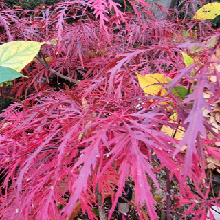 Javor dlaňolistý červený - Japonský - Atropurpureum  - 06