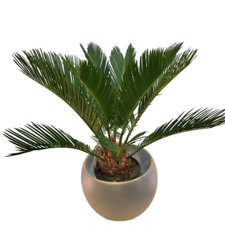 Cycas Revoluta 50 cm - 500