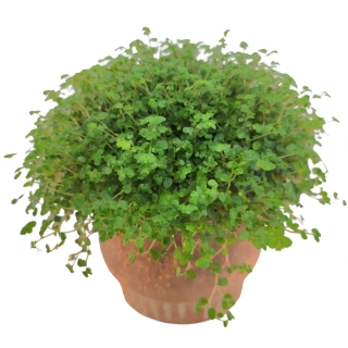 Rodinné šťastie - Soleirolia - 526