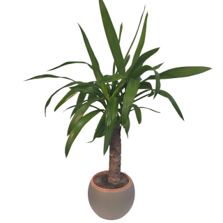 Yucca - 528