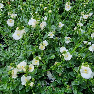 Diascia - 16