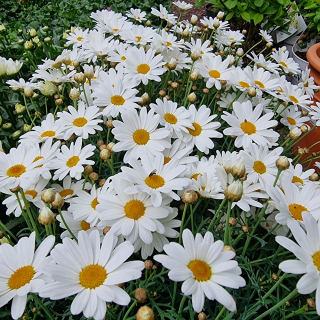 Margarétka biela veľká - Argyranthemum - 18