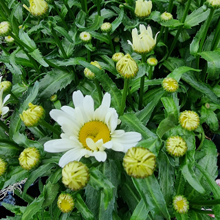 Margarétka biela - Leucanthemum - 21