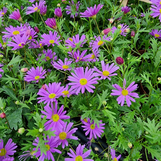 Brachyscome fialová - 23
