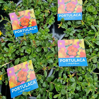 Portulaca - 67
