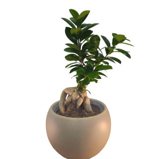 Ficus Microcarpa - 534 