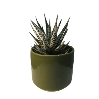 Hawortia Fasciata - 535
