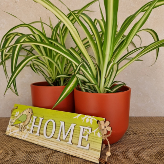 Chlorophytum - 538