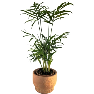 Chamaedorea elegans - 540