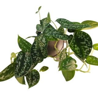 Scindapsus pictus - 541