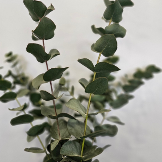Kytica - eukalyptus - 10
