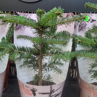 Vianočný stromček v črepníku - ABIES NORMANNIANA - 21
