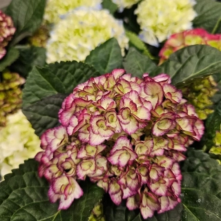 Hortenzia Kalinolistá mini - 45