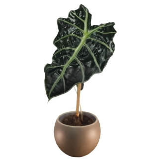 Alocasia Polly - 545