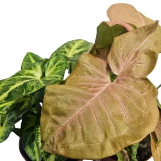 Syngonium - 546