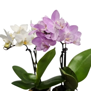Phalaenopsis - mini orchidea s kvetináčom - 547