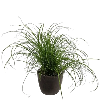 Tráva pre mačky - Šáchor - Cyperus Zumula - 548