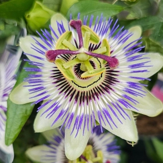 Passiflora Edulis - Mučenka